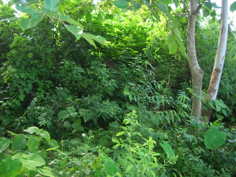 A temple site now represented only by a mound — photograph 2